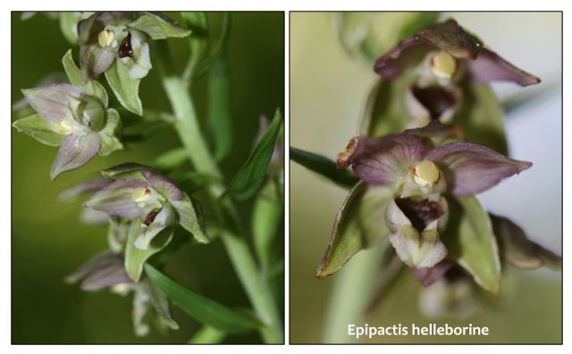 Orchidee di luglio al confine tra Toscana ed Emilia